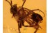 EVANIIDAE Ensign Wasp Inclusion BALTIC AMBER 1030