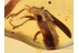 CANTHARIDAE Cacomorphoceus in BALTIC AMBER 1063