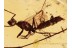 FORMICINAE Large Winged ANT in BALTIC AMBER 1114