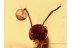 FORMICINAE Nice ANT Genuine BALTIC AMBER 1116