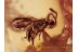 Great DIAPRIIDAE WASP Inclusion in BALTIC AMBER 1126