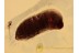 FORMICINAE Ant Larvae in BALTIC AMBER 1128