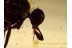 Well Preserved Great EMPIDIDAE FLY in BALTIC AMBER 1140