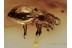 SCYDMAENIDAE Nice Ant-like Stone Bettle BALTIC AMBER 1171