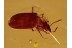 Perfect Preserved Mycetophagidae CROWSONIUM  BALTIC AMBER 1172