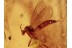 Mycetophilidae Synapha FUNGUS GNAT  in BALTIC AMBER 1205