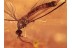 LIMONIIDAE Nice Crane Fly in BALTIC AMBER 1207