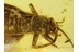 GRYLLIDAE CRICKET in Genuine BALTIC AMBER 226