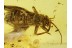 GRYLLIDAE CRICKET in Genuine BALTIC AMBER 226