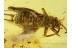 GRYLLIDAE CRICKET in Genuine BALTIC AMBER 226