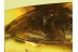 Huge Unusual MUSCOID FLY  in BALTIC AMBER 660