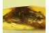 Huge Unusual MUSCOID FLY  in BALTIC AMBER 660