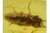 ELATERIDAE CLICK BEETLE  in BALTIC AMBER 327