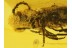 Cerambycidae Nothorhina Longhorn BEETLE  in BALTIC AMBER 355