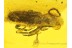 Cerambycidae Nothorhina Longhorn BEETLE  in BALTIC AMBER 355