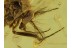 CERATOPOGONIDAE Superb BITING MIDGE in BALTIC AMBER 418