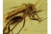 CERATOPOGONIDAE Superb BITING MIDGE in BALTIC AMBER 418