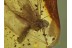 MAYFLY Ephemeroptera in BALTIC AMBER 419