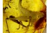 Giant CRICKET Inclusion in Genuine BALTIC AMBER 154