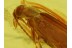 SCRAPTIIDAE Superb False Flower BEETLE in BALTIC AMBER 179