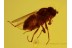 MUSCOID FLY Inclusion in Genuine BALTIC AMBER 379