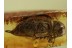 Great PTILODACTYLIDAE TOE-WINGED BEETLE  in BALTIC AMBER 384