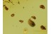 AMAZING - BUNCH of 30 ANT EGGS in BALTIC AMBER 388