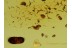 AMAZING - BUNCH of 30 ANT EGGS in BALTIC AMBER 388