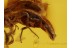 Great Looking BETHYLID WASP  in BALTIC AMBER 411