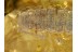 Superb FLAT MILLIPEDE POLYDESMIDAE in BALTIC AMBER 391