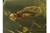 ANISOPODIDAE WOOD GNAT Inclusion in BALTIC AMBER 448
