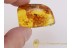 FORMICINAE Huge Superb ANT in Genuine BALTIC AMBER 459