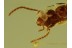 CARABIDAE LEBIINI Superb Ground Beetle in BALTIC AMBER 468