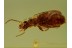 CARABIDAE LEBIINI Superb Ground Beetle in BALTIC AMBER 468