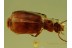 CARABIDAE LEBIINI Superb Ground Beetle in BALTIC AMBER 468