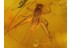 Superb Looking CRICKET in BALTIC AMBER