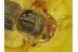 COLYDIIDAE CYLINDRICAL BARK BEETLE in BALTIC AMBER 43